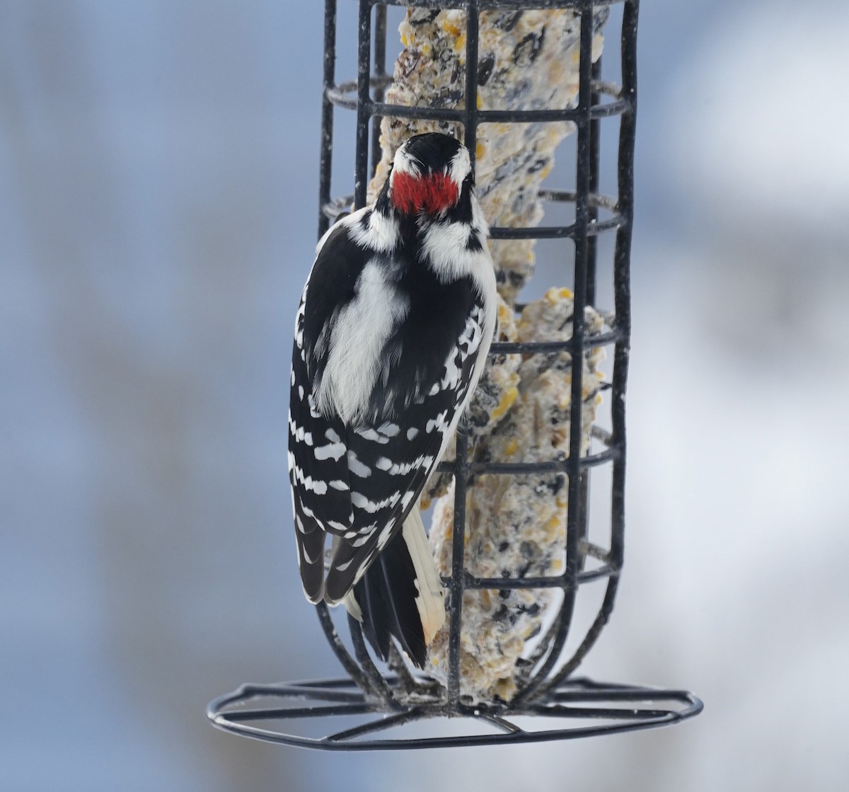 Downy Woodpecker (Eastern) - ML613776242