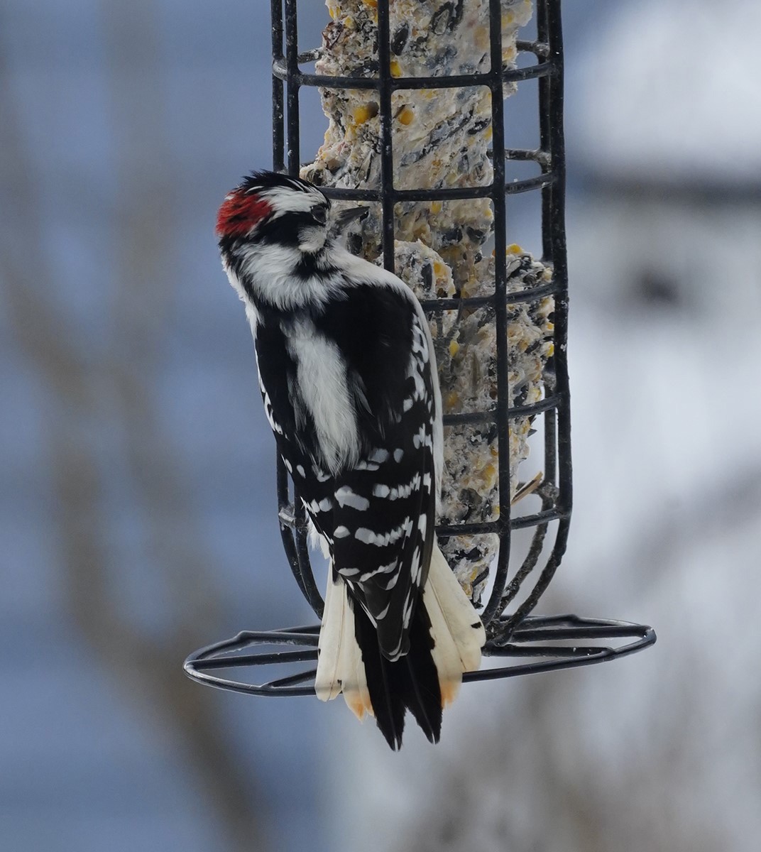 Downy Woodpecker (Eastern) - ML613776243