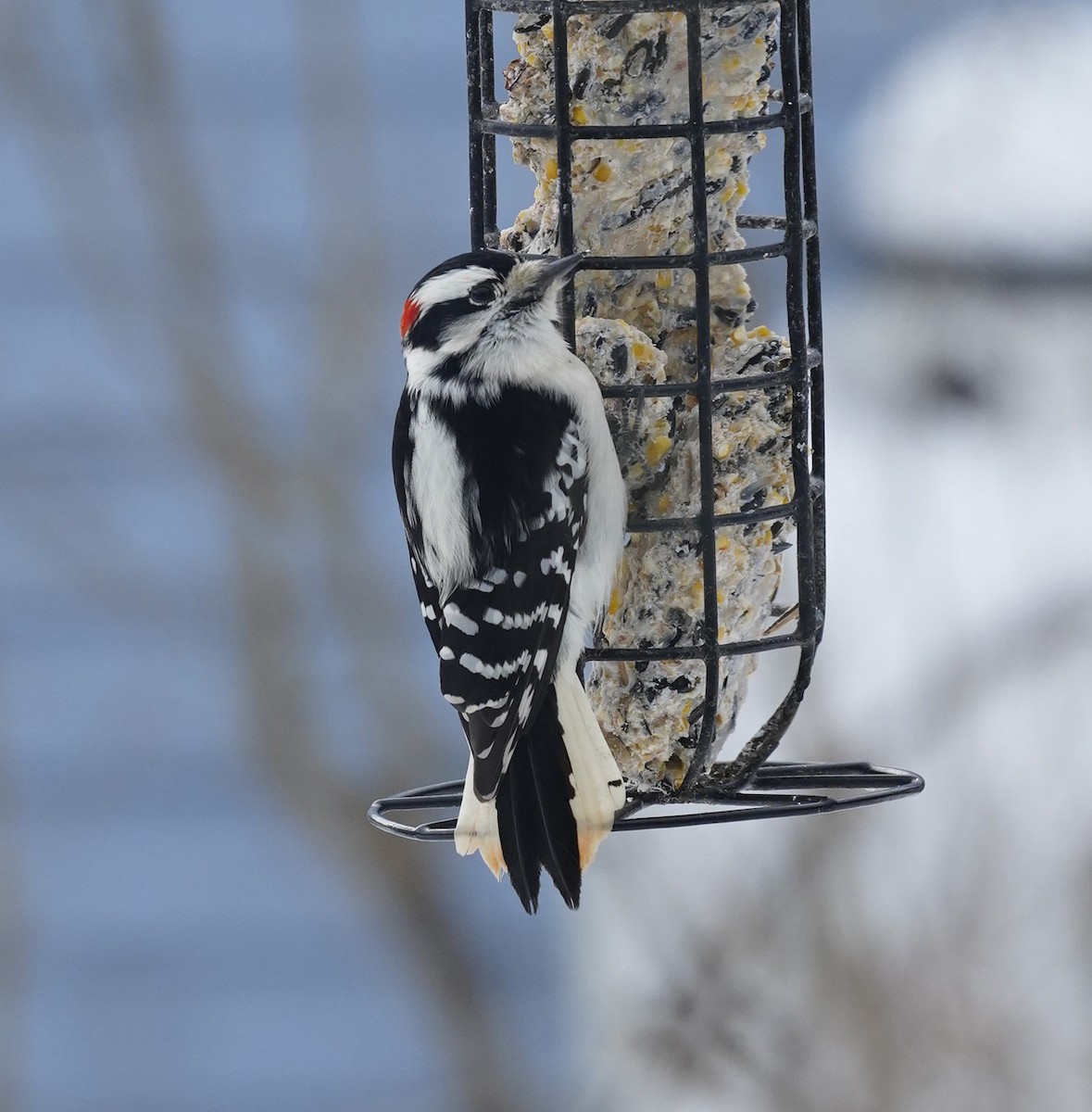 Downy Woodpecker (Eastern) - ML613776244