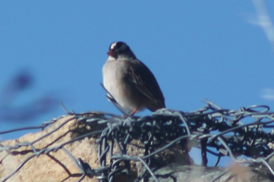 White-throated Sparrow - ML613776354