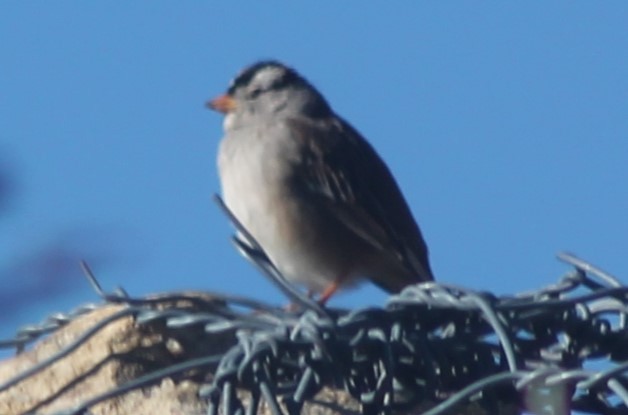 White-throated Sparrow - Kyle Smith