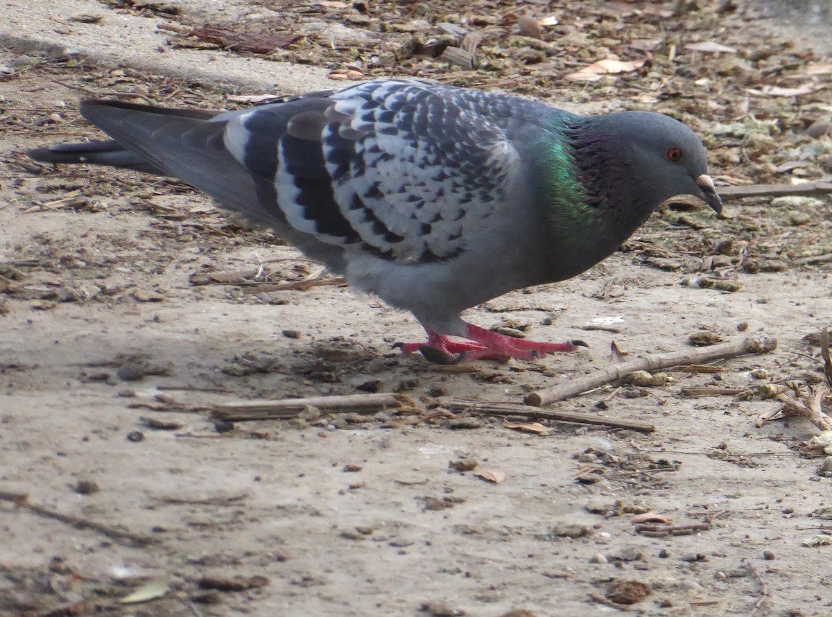 Rock Pigeon (Feral Pigeon) - ML613776489