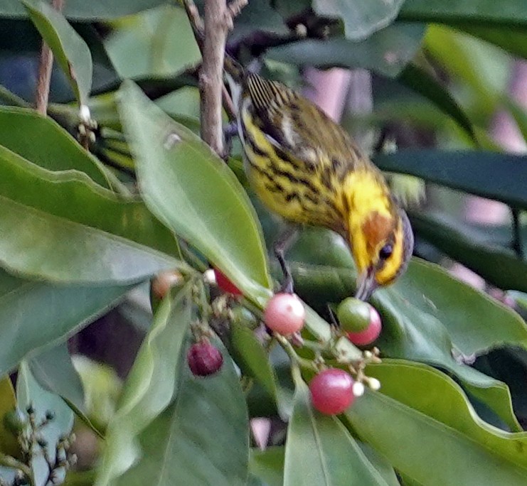 Cape May Warbler - ML613776493