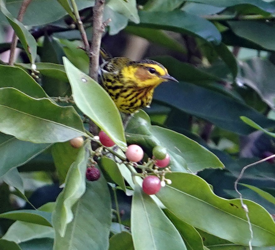 Cape May Warbler - ML613776494