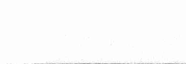 Сова плямиста (підвид caurina) - ML613776748