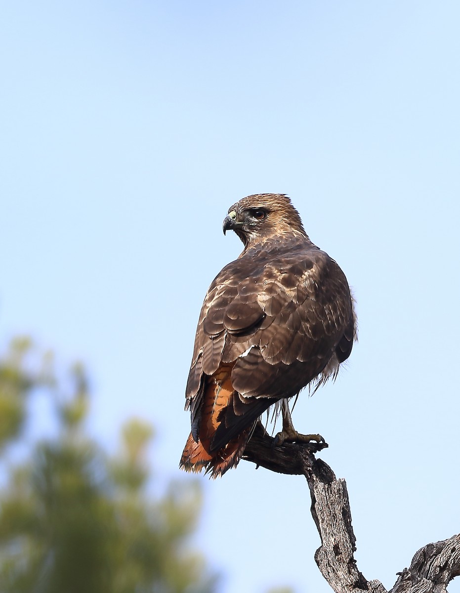 Red-tailed Hawk - ML613777121