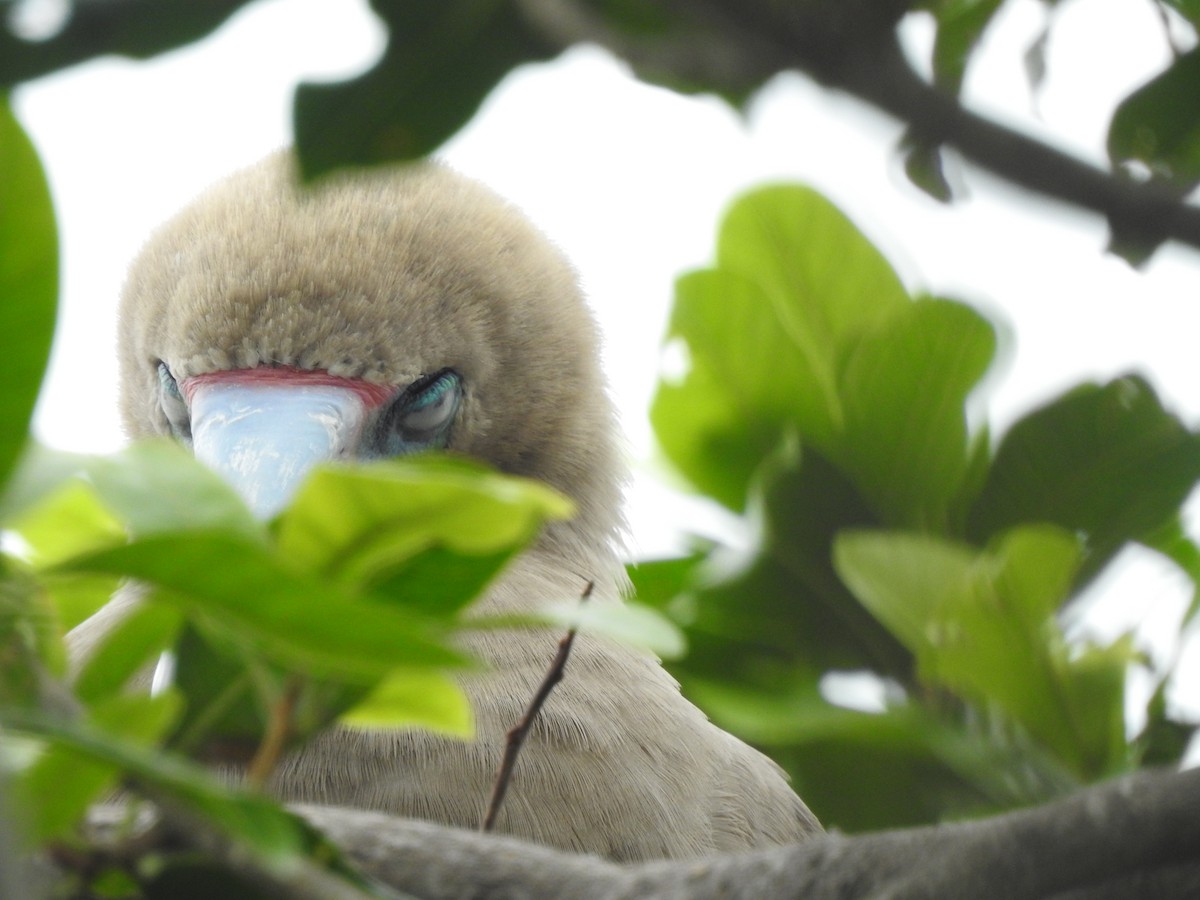 Red-footed Booby - ML613777142