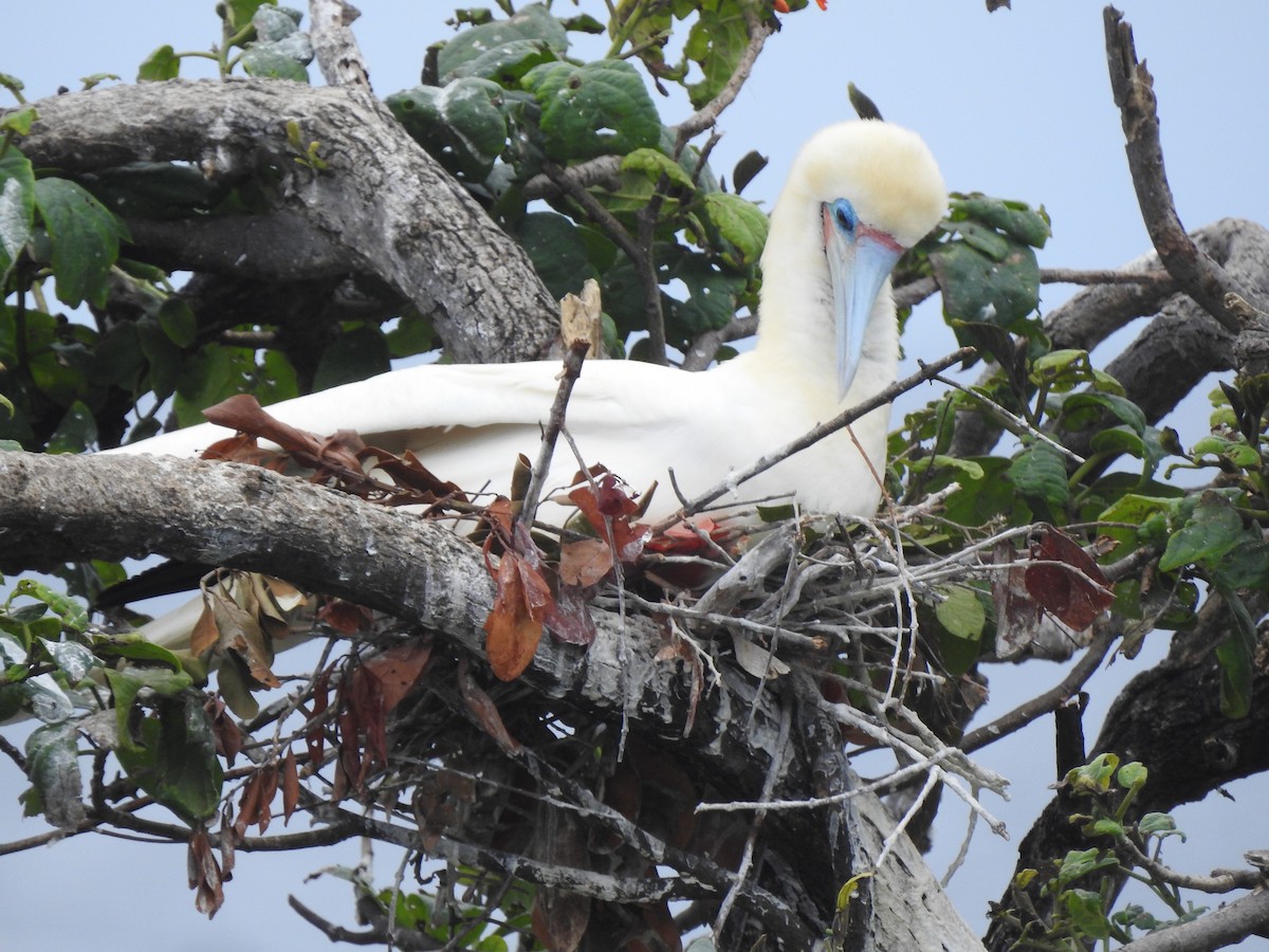 Red-footed Booby - ML613777182