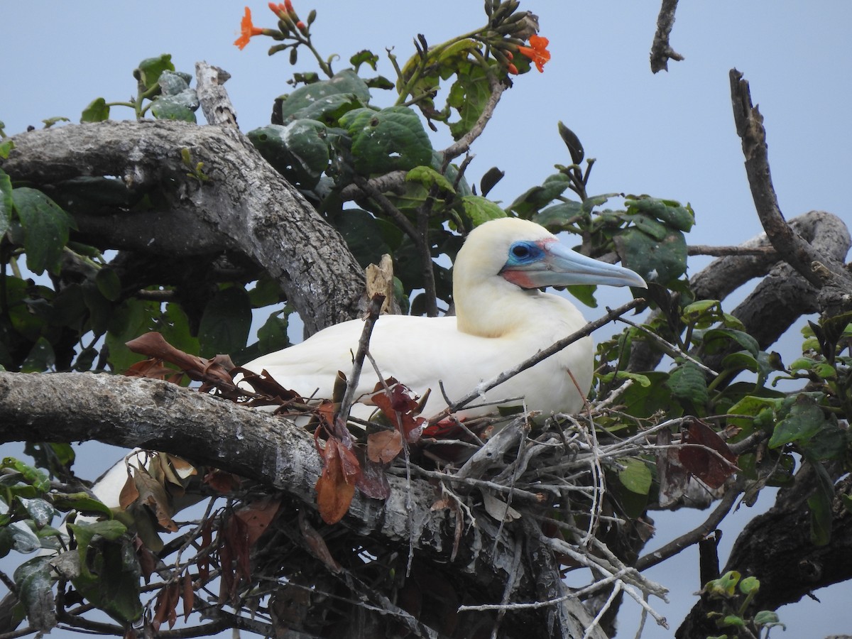Red-footed Booby - ML613777190