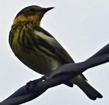 Cape May Warbler - ML613777395