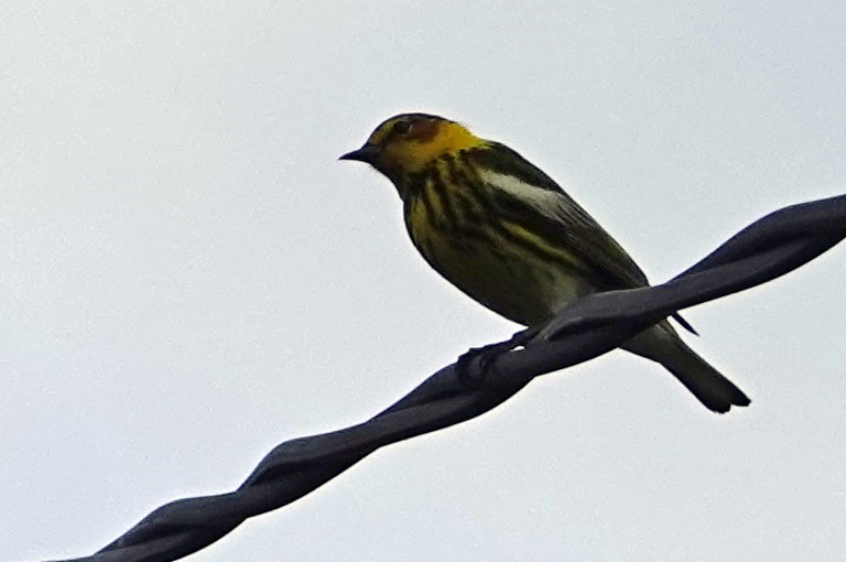 Cape May Warbler - ML613777396