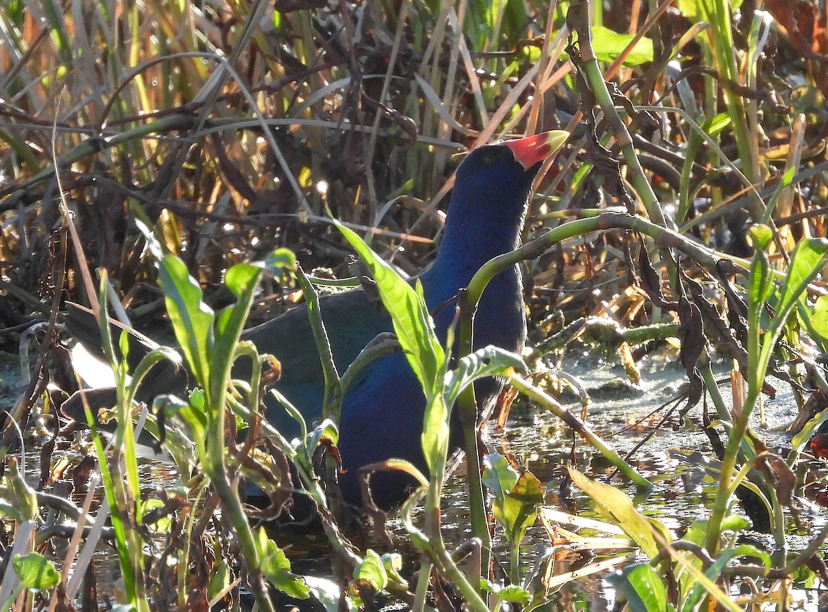 EBird Checklist - 20 Jan 2024 - Circle B Bar Reserve - 54 Species