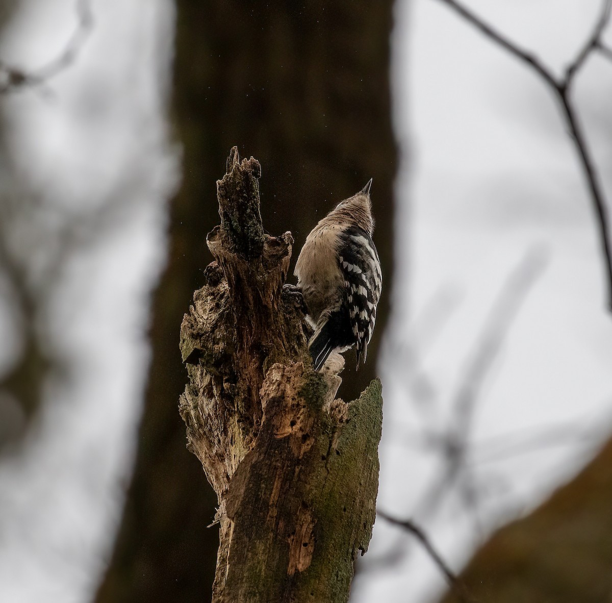 Lesser Spotted Woodpecker - ML613777657