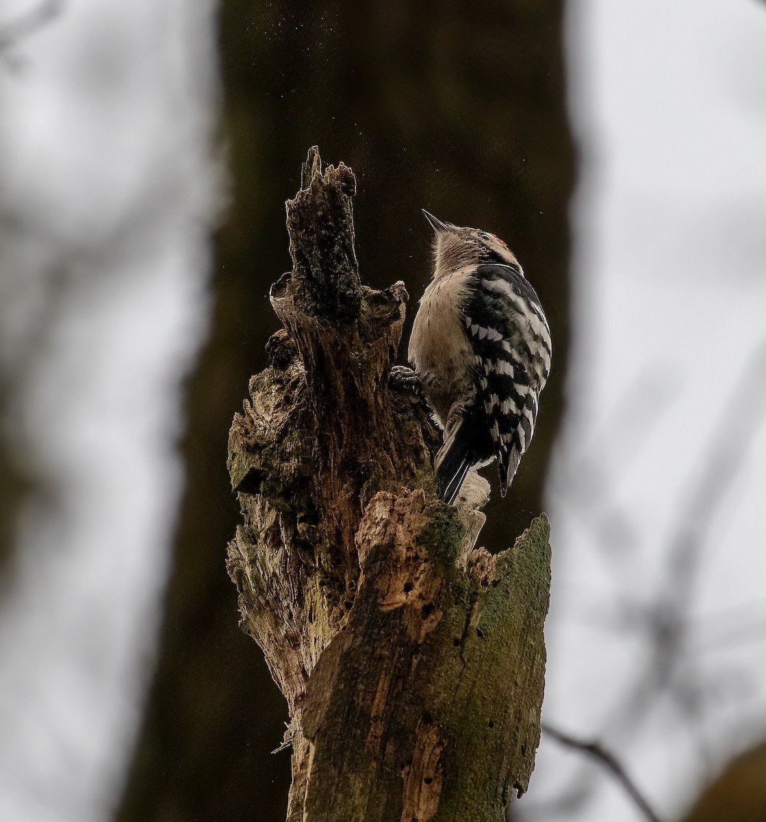 Lesser Spotted Woodpecker - ML613777658