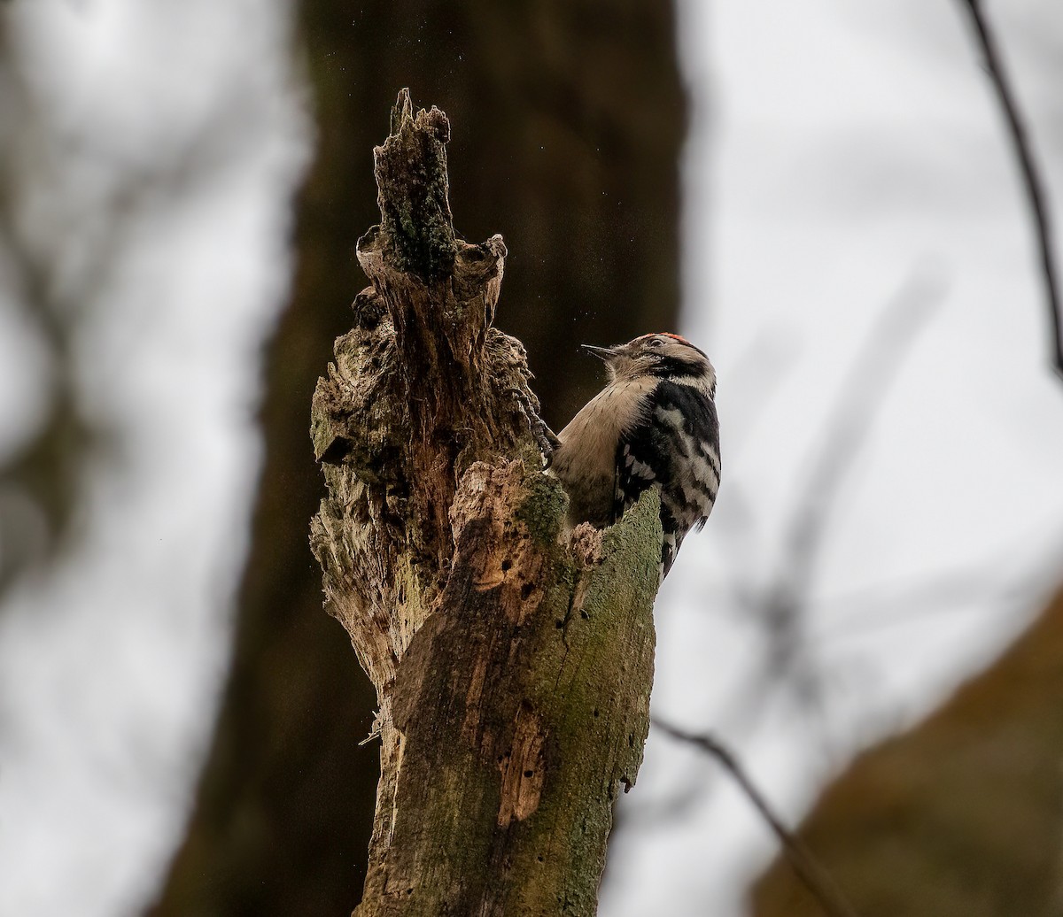Lesser Spotted Woodpecker - ML613777659