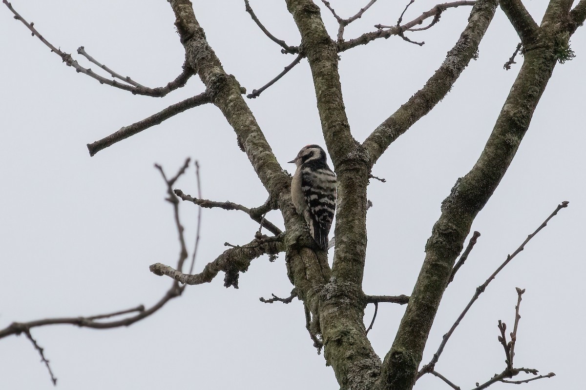 Lesser Spotted Woodpecker - ML613777660