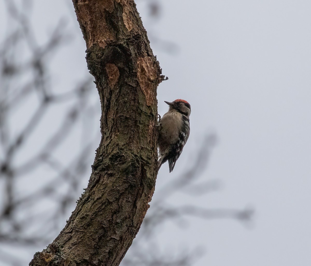 Lesser Spotted Woodpecker - ML613777661