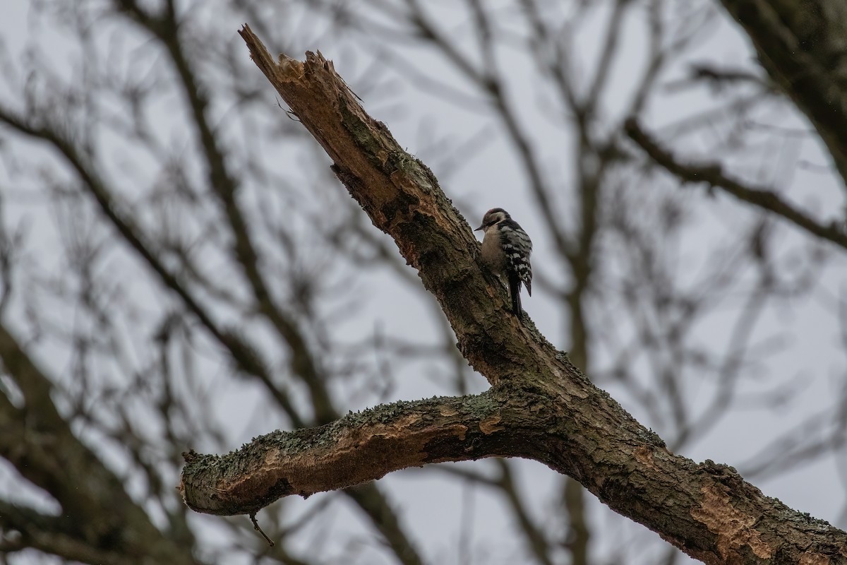 Lesser Spotted Woodpecker - ML613777662