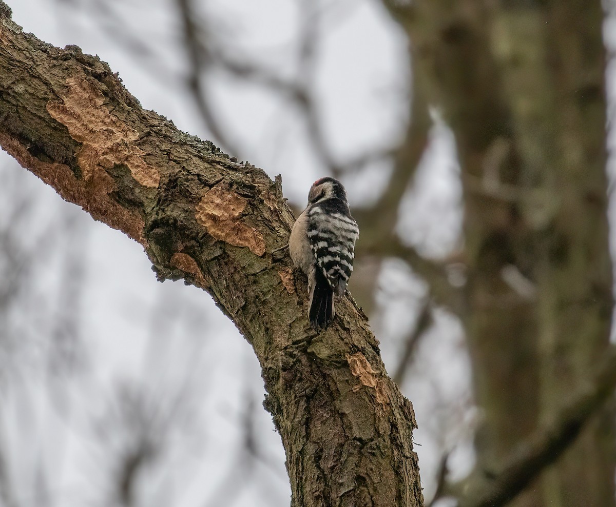 Lesser Spotted Woodpecker - ML613777663