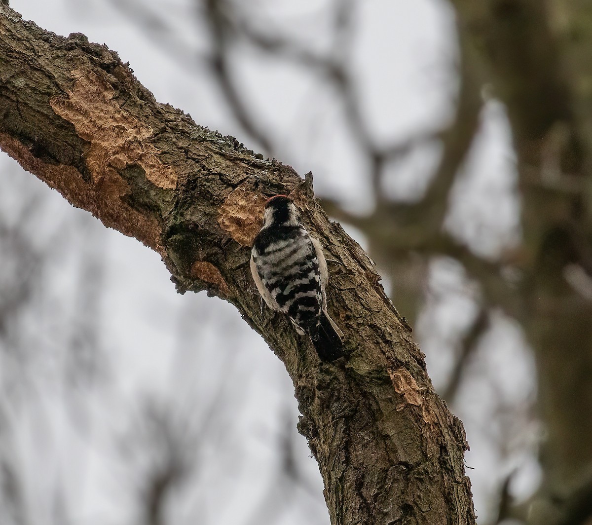 Lesser Spotted Woodpecker - ML613777664