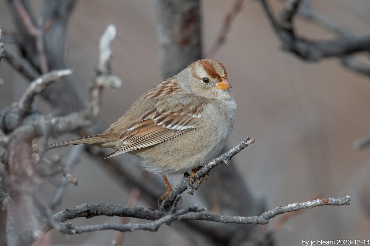 White-crowned Sparrow - ML613777878
