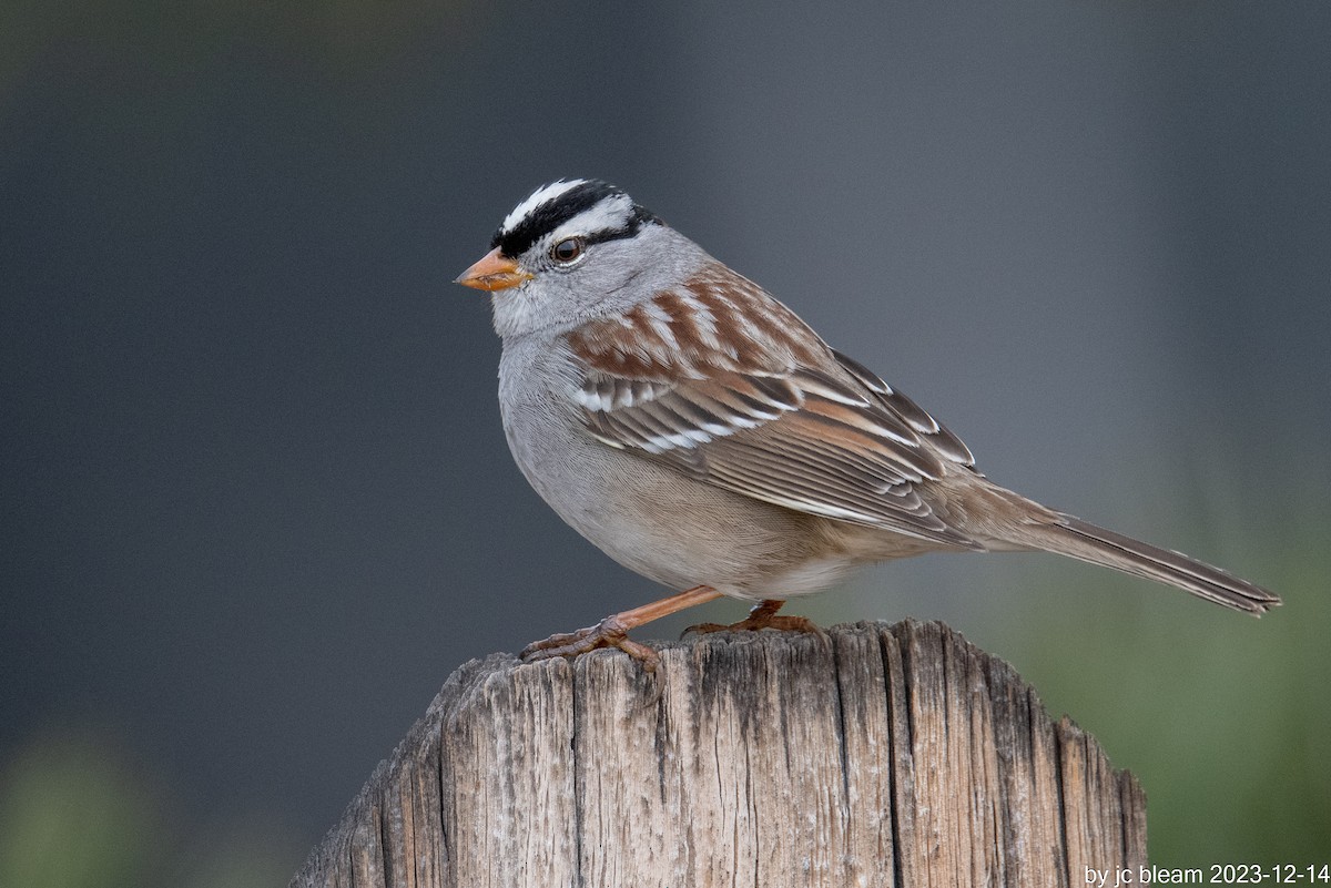 White-crowned Sparrow - ML613777879
