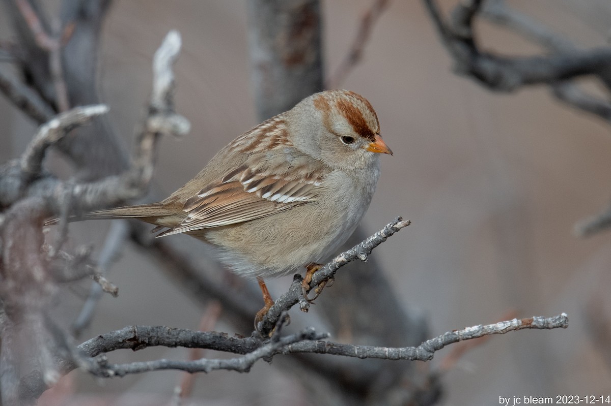 White-crowned Sparrow - ML613777880