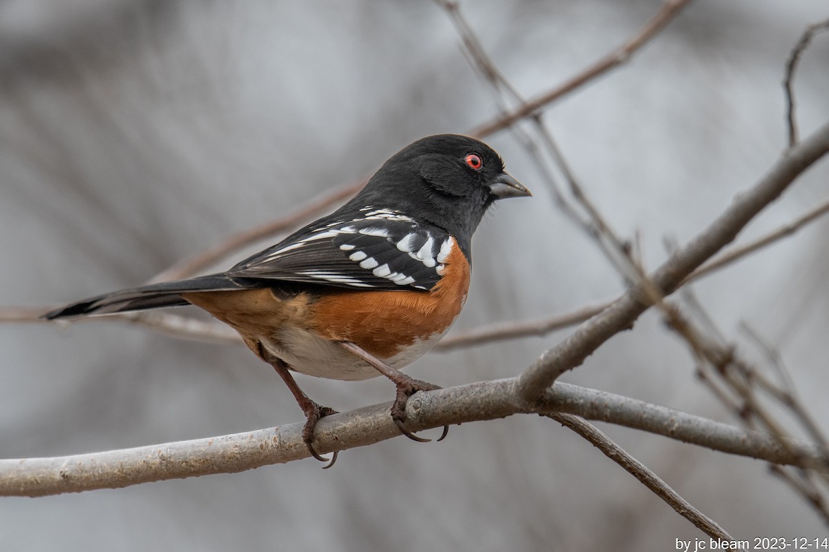 Spotted Towhee - ML613777902