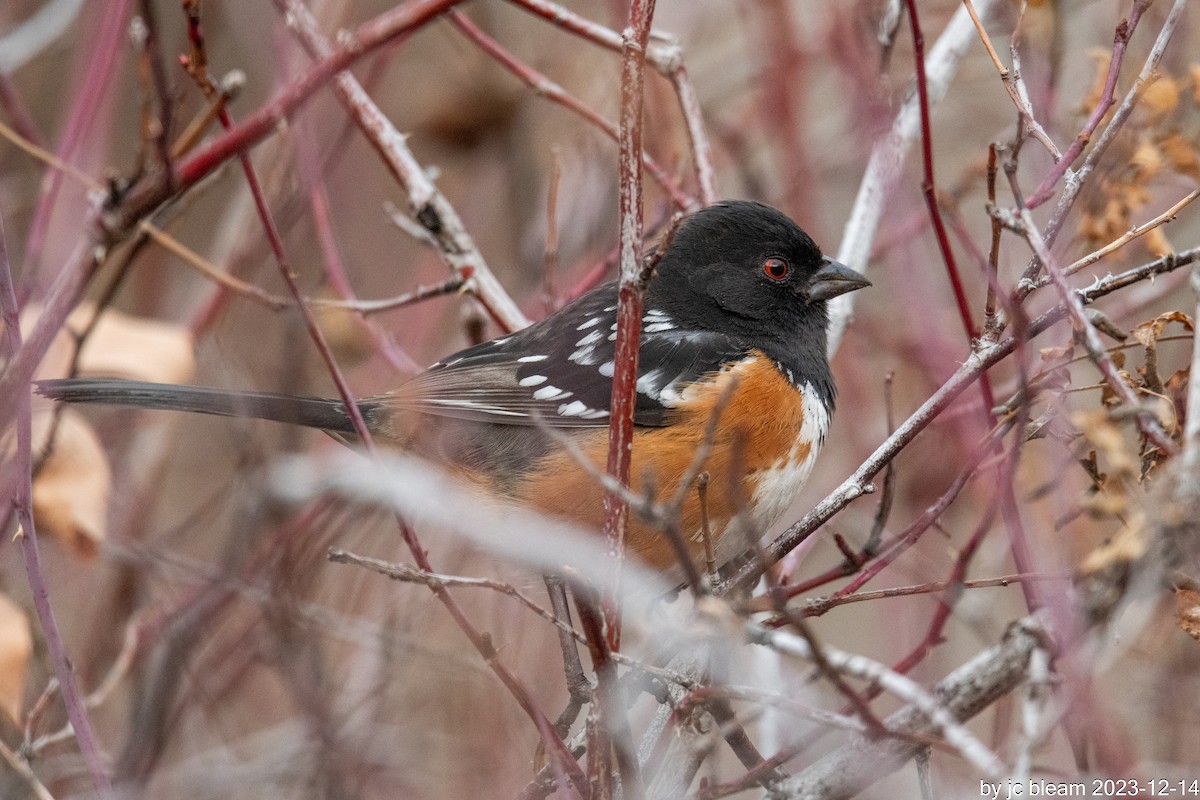 Spotted Towhee - ML613777906