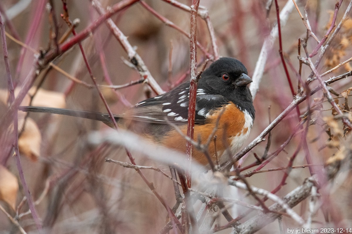 Spotted Towhee - ML613777907