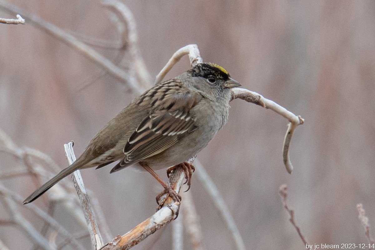 Golden-crowned Sparrow - ML613777942