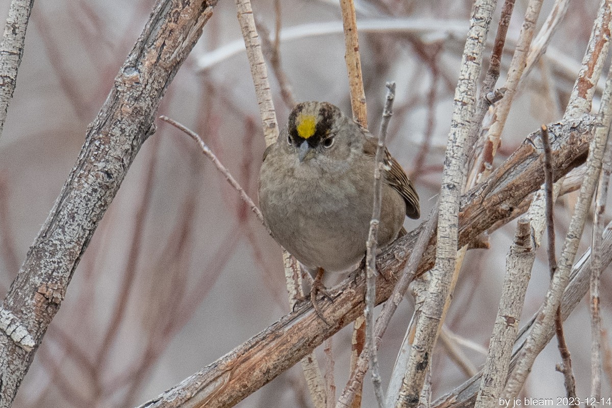Golden-crowned Sparrow - ML613777943