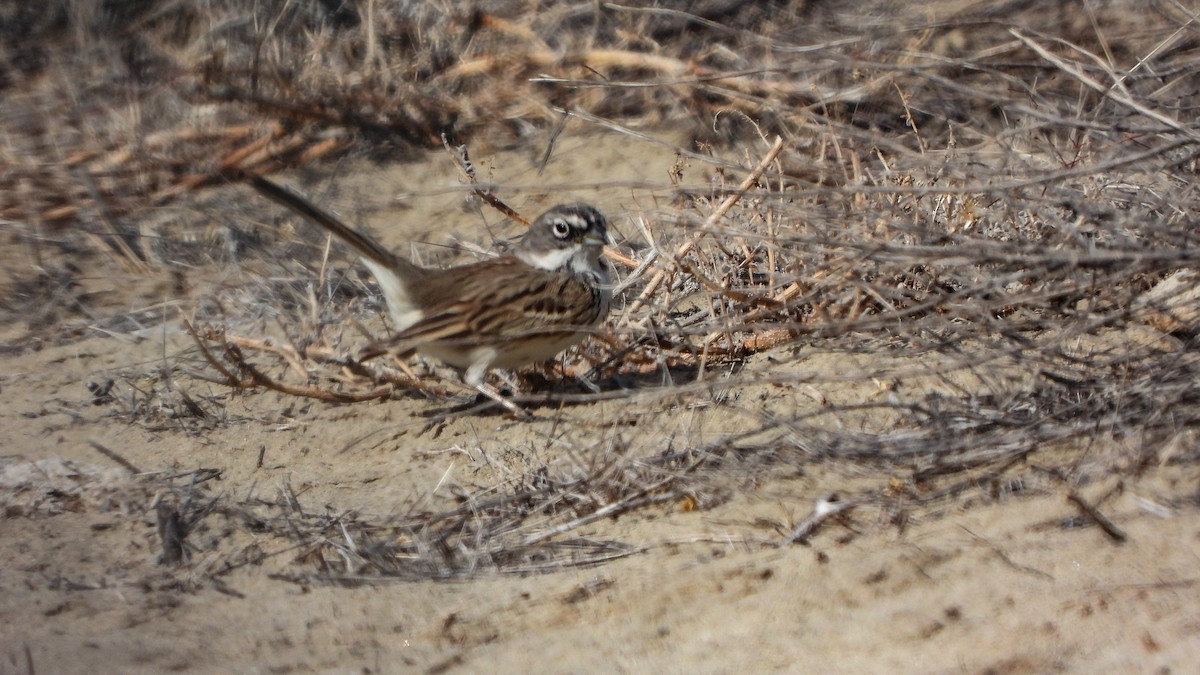 Sagebrush Sparrow - ML613778832