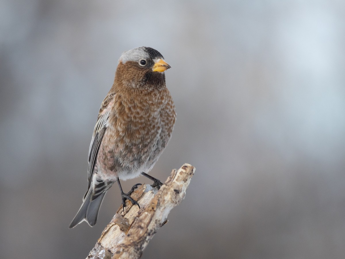 Gray-crowned Rosy-Finch (Gray-crowned) - Ethan Denton