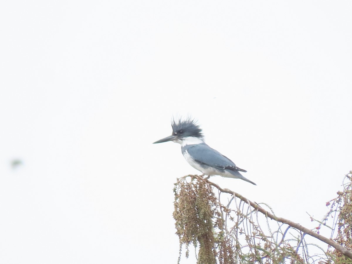 Belted Kingfisher - ML613779300