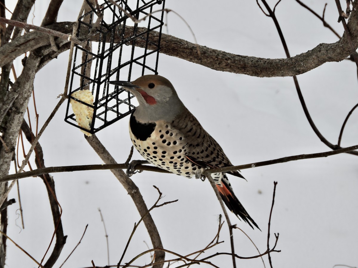 Northern Flicker (Red-shafted) - ML613779351