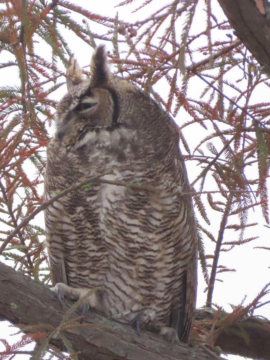 Great Horned Owl - ML613779400