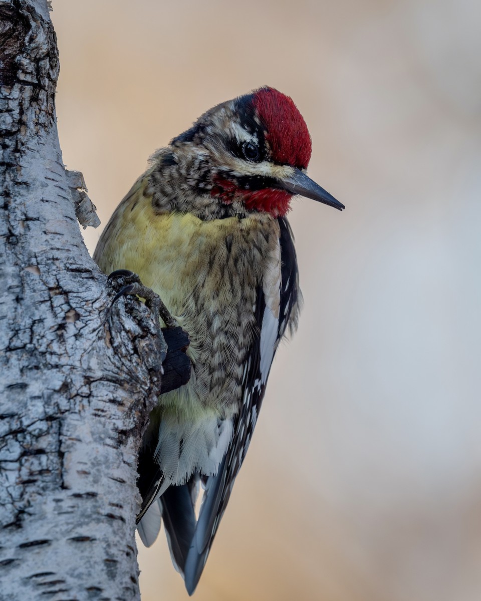 EBird Checklist 20 Jan 2024 Home 6 Species   1200