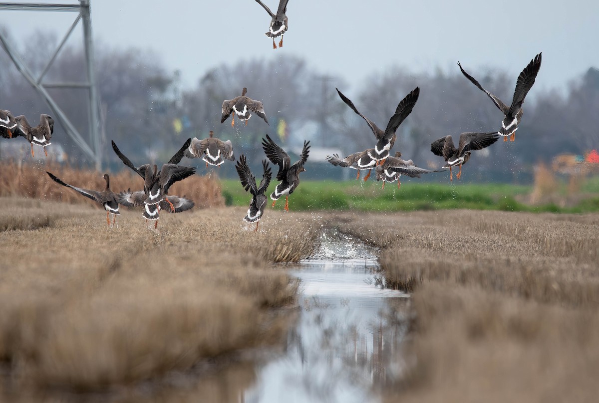 EBird Checklist 19 Jan 2024 Yolo Bypass Wildlife Area 67 Species   1200