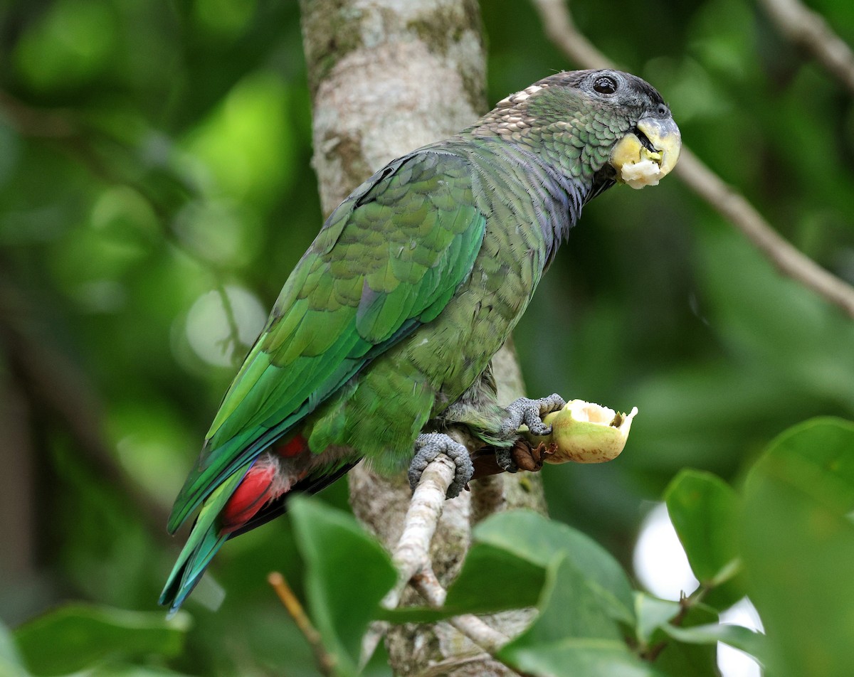 Scaly-headed Parrot - ML613780272