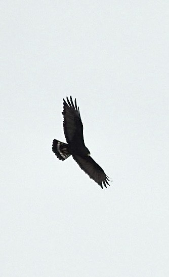 Zone-tailed Hawk - ML613780377