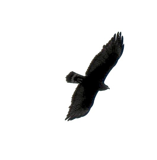 Zone-tailed Hawk - ML613780378