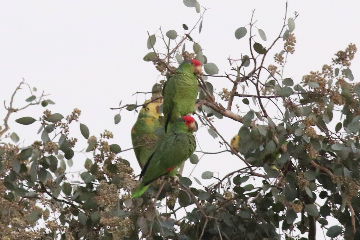 Red-crowned Parrot - ML613780463