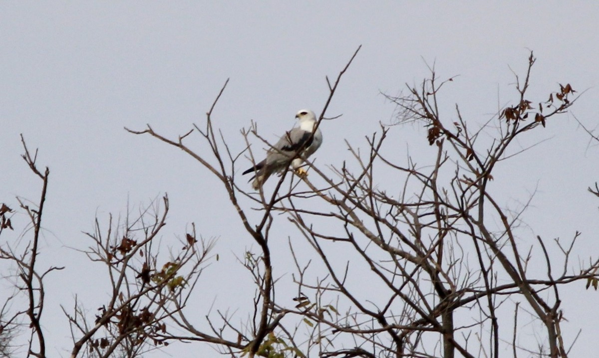 White-tailed Kite - ML613780599