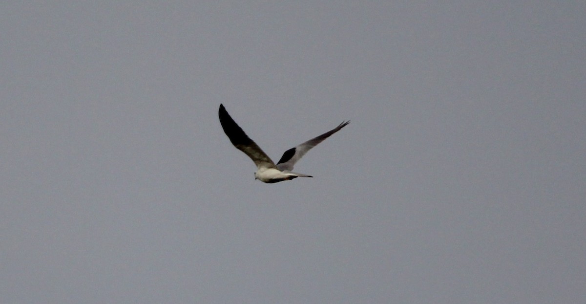 White-tailed Kite - ML613780602