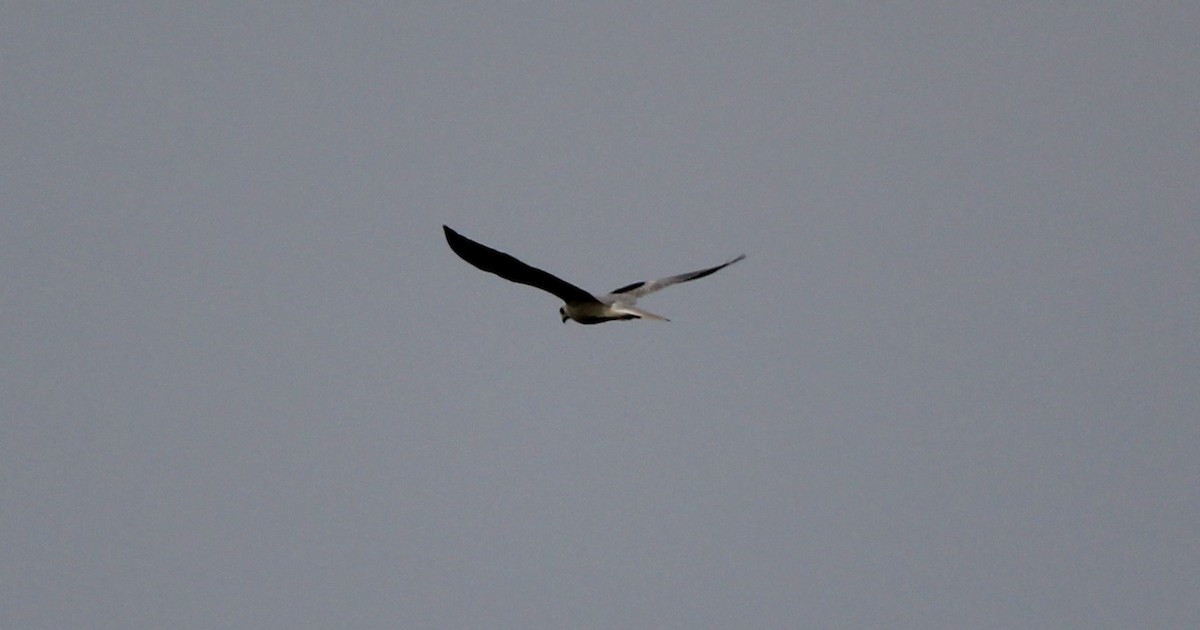 White-tailed Kite - ML613780603