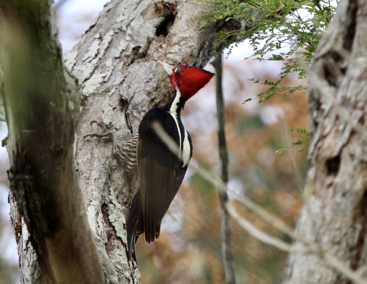 Pale-billed Woodpecker - ML613780619