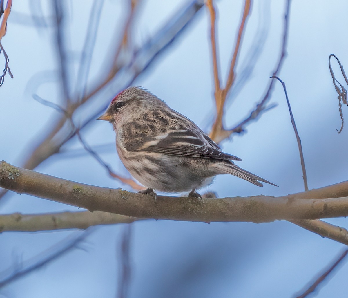 Common Redpoll - Kenneth Trease