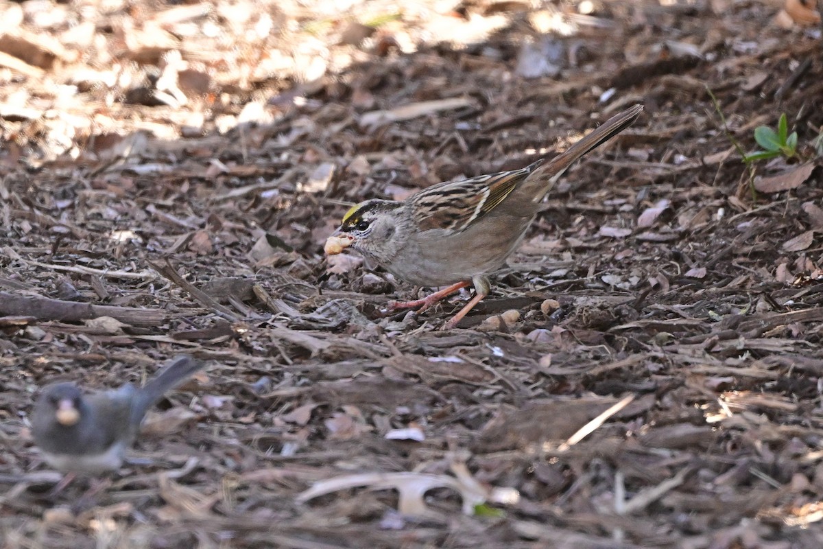 Golden-crowned Sparrow - ML613780826