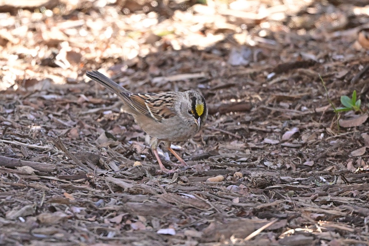 Golden-crowned Sparrow - Joanne Chung